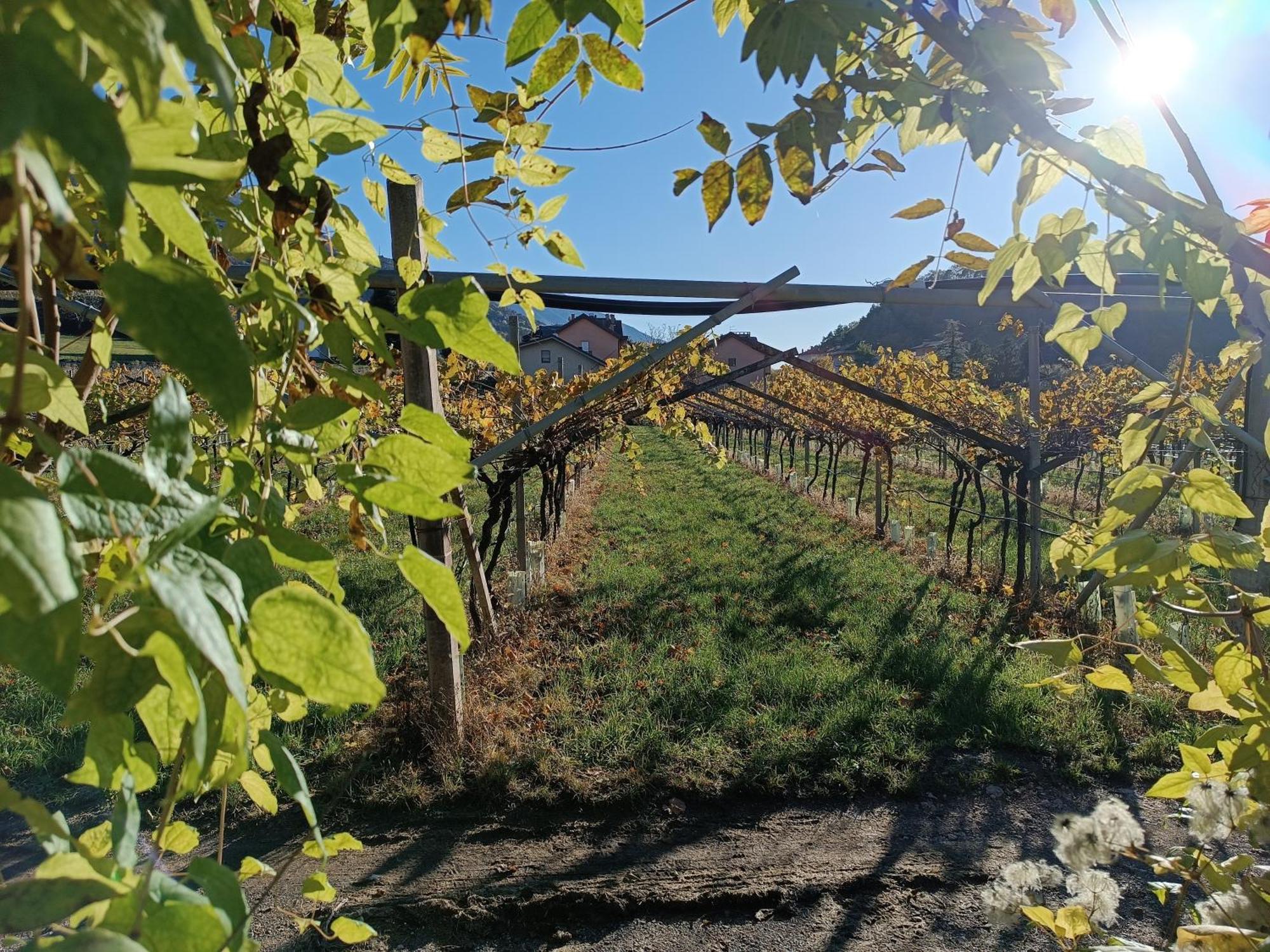 Appartamenti Moderni, Luminosi E Tranquilli Con Parcheggio Privato - Agritur La Tenuta トレント エクステリア 写真